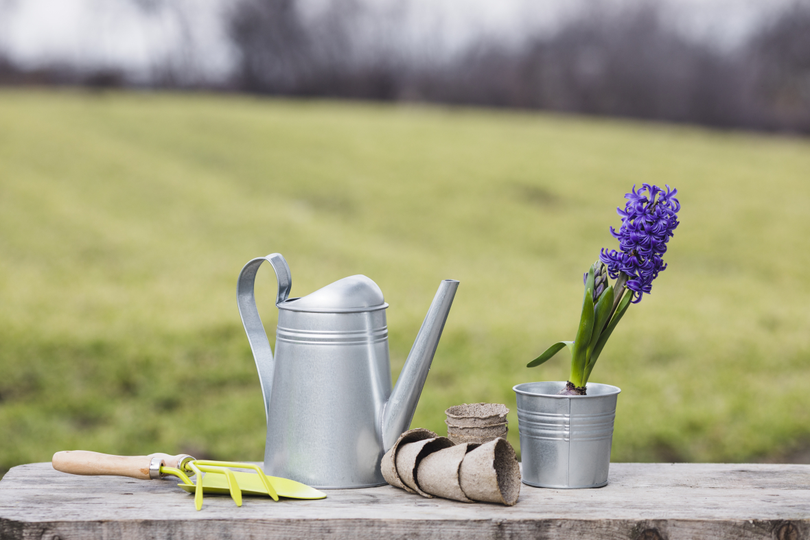 plant-garden-still-life.jpg
