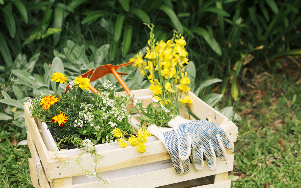 blooms-garden-equipment-wooden-box.jpg